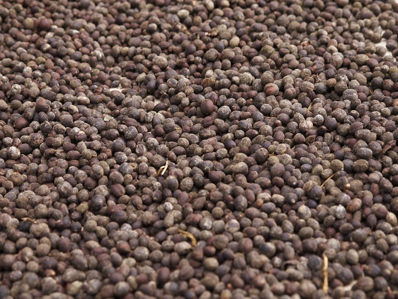 Bolaven Plateau, Coffee